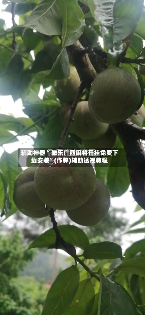 辅助神器“ 微乐广西麻将开挂免费下载安装”(作弊)辅助透视教程