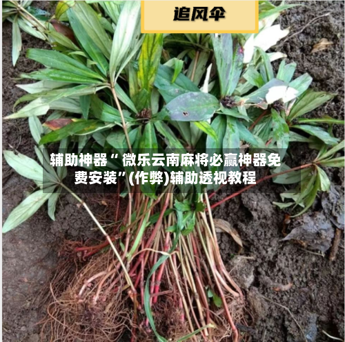 辅助神器“ 微乐云南麻将必赢神器免费安装”(作弊)辅助透视教程-第2张图片