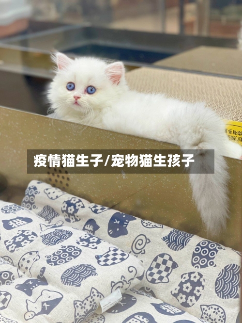 疫情猫生子/宠物猫生孩子