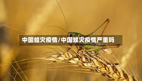 中国蝗灾疫情/中国蝗灾疫情严重吗