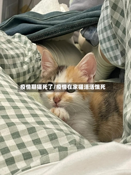 疫情期猫死了/疫情在家猫活活饿死-第2张图片
