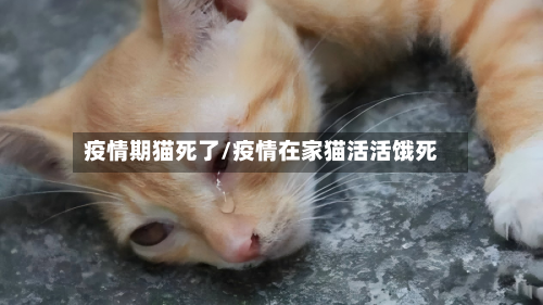 疫情期猫死了/疫情在家猫活活饿死